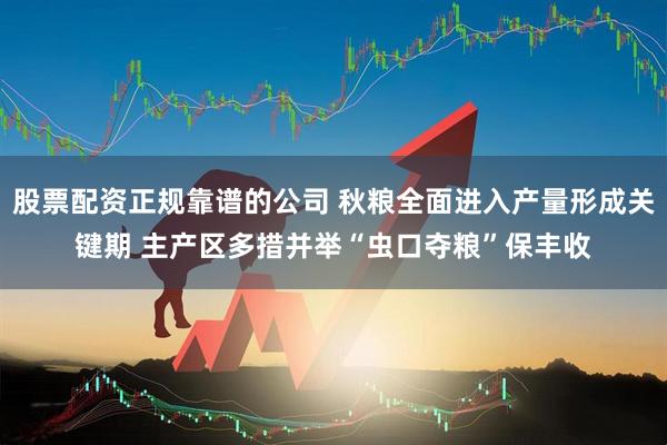 股票配资正规靠谱的公司 秋粮全面进入产量形成关键期 主产区多措并举“虫口夺粮”保丰收